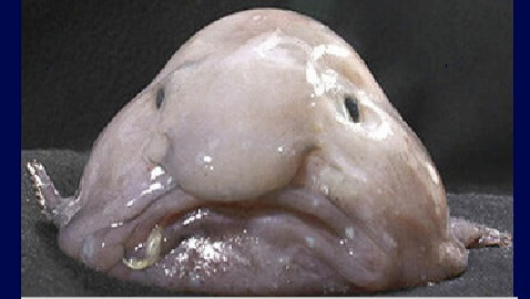 Optimized-blobfish