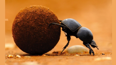 Optimized-flightless dung beetle