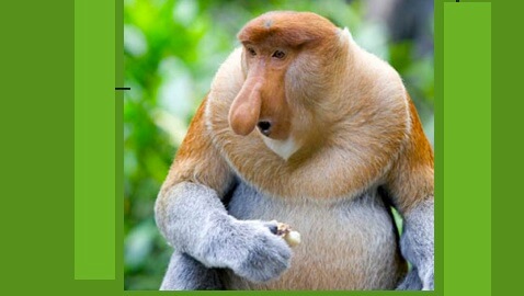Optimized-proboscis monkey