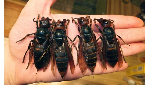 Optimized-giant asian hornet