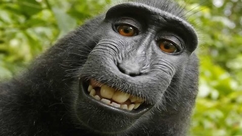 PETA has filed a lawsuit against a photographer, alleging that a photograph a macaque snapped should be its own property.