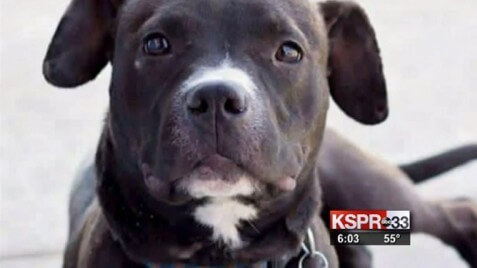 A-dog-that-was-shot-by-a-former-police-chief-800x430