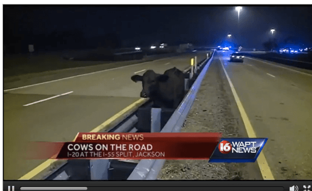 Screenshot via www.wdsu.com