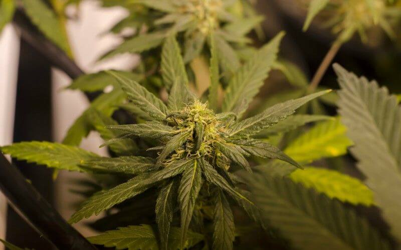 marijuana