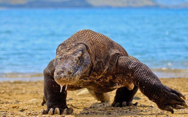 Komodo dragon