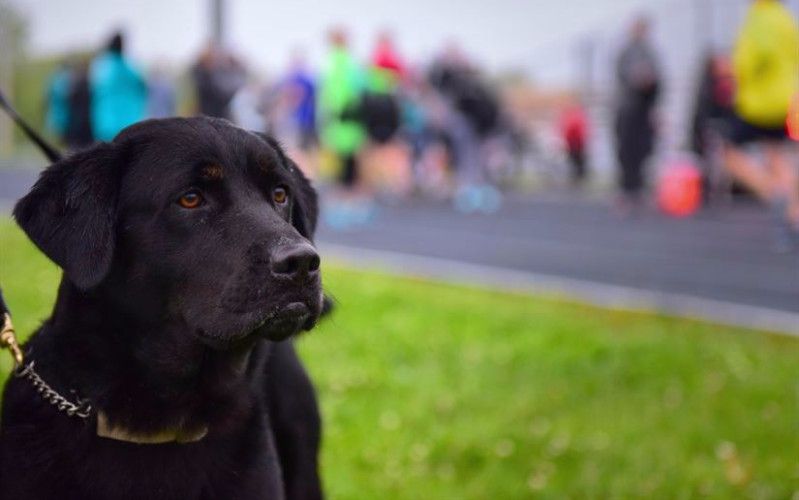 dog