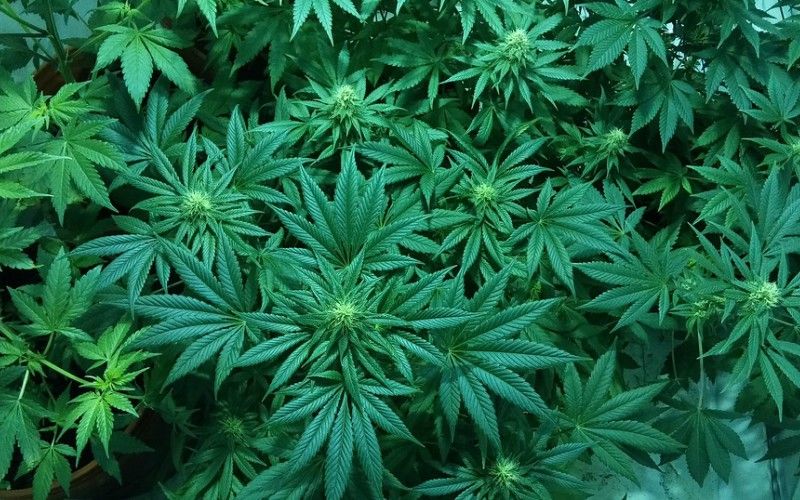 marijuana