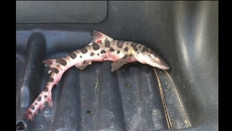 Shark Found Thrashing on Golf Course