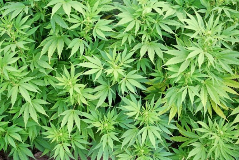Massachusetts Prepares for Recreational Marijuana Use