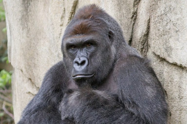 Parents of 4-Year-Old May Be Charged for Gorilla’s Death Parents of 4-Year-Old May Be Charged for Gorilla’s Death