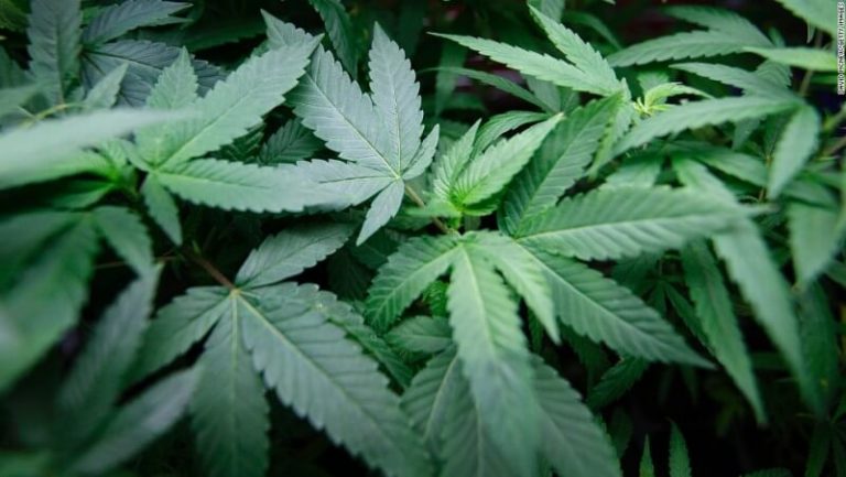 California, 7 Other States to Vote on Legalization of Marijuana