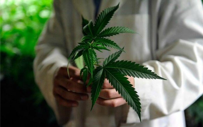 medical marijuana