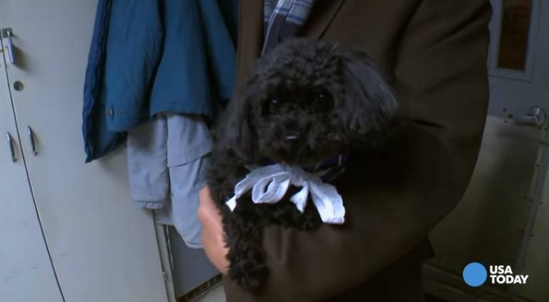 This black teacup poodle is on a mission.