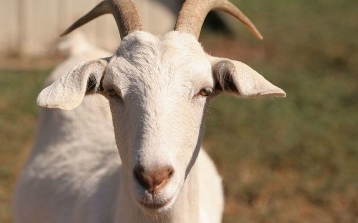 goat rape