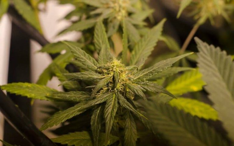 marijuana