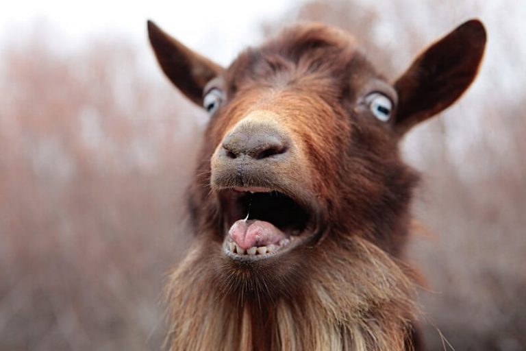 Man Sleeps with Goat Because He’s Afraid of HIV from Women