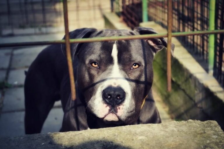Man Accused of Having Sex with Dog Named Man Accused of Having Sex with Dog Named