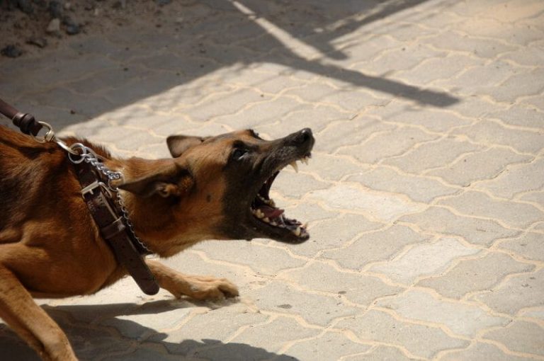 Swedish Women Mauled by Dogs File $500,000 Lawsuit
