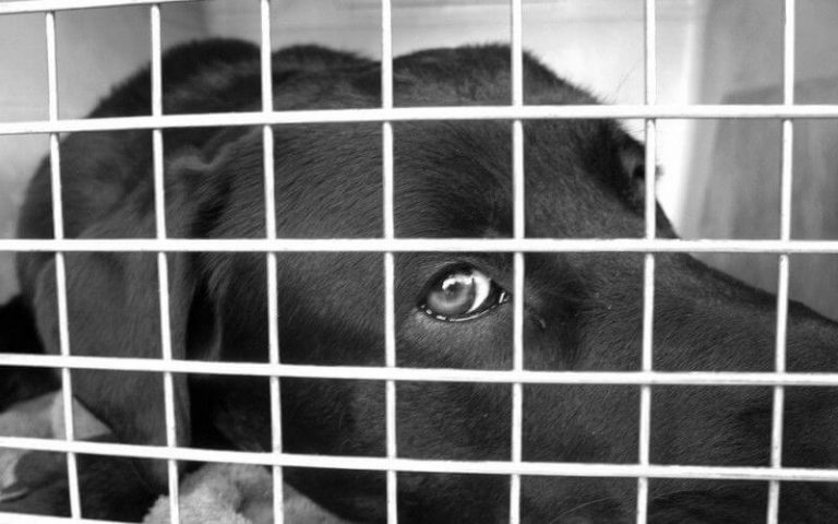 dog cage