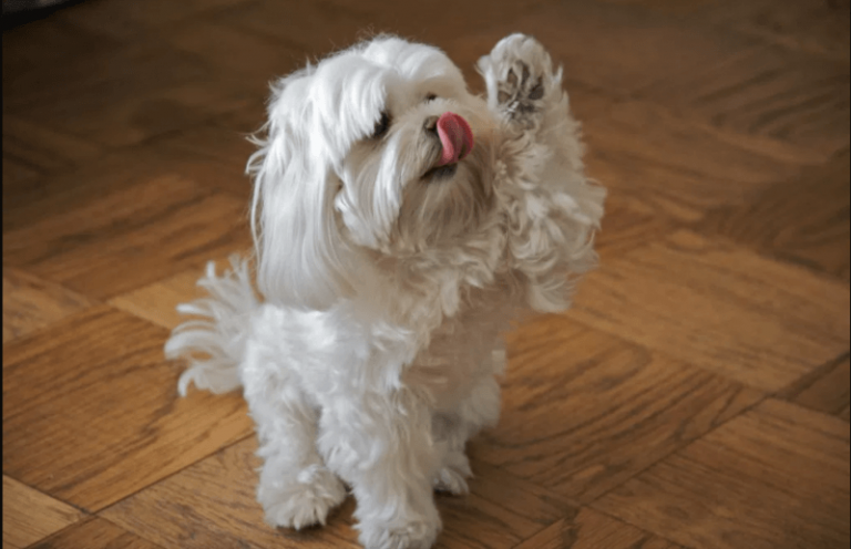 Alleged Dog Killing Lawyer Faces Four Years in Prison