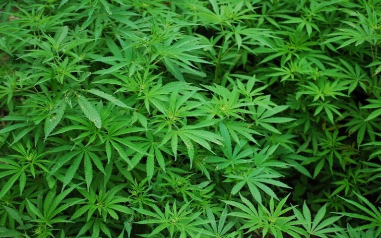 Las Vegas Will Deal Recreational Weed Starting Saturday