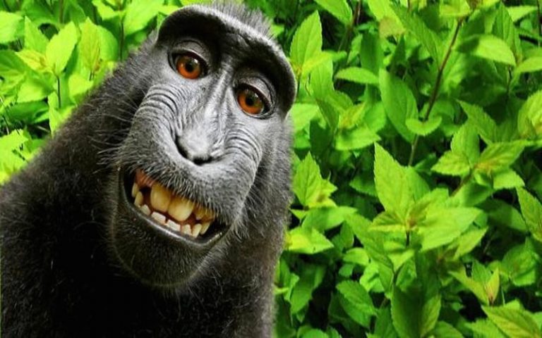 Monkey Selfie Copyright Lawsuit Headed to Appeals Court