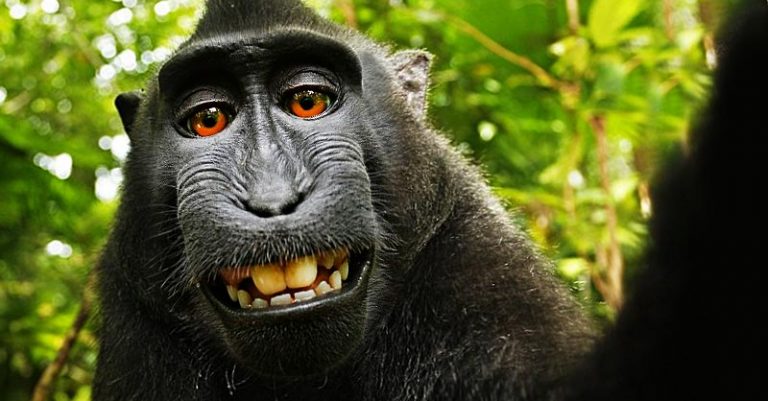 PETA, Photographer Settle Monkey Selfie Case