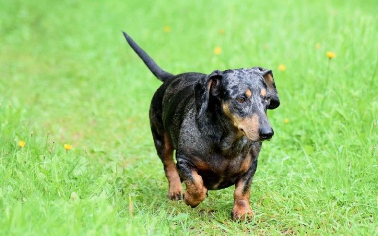 wiener dog