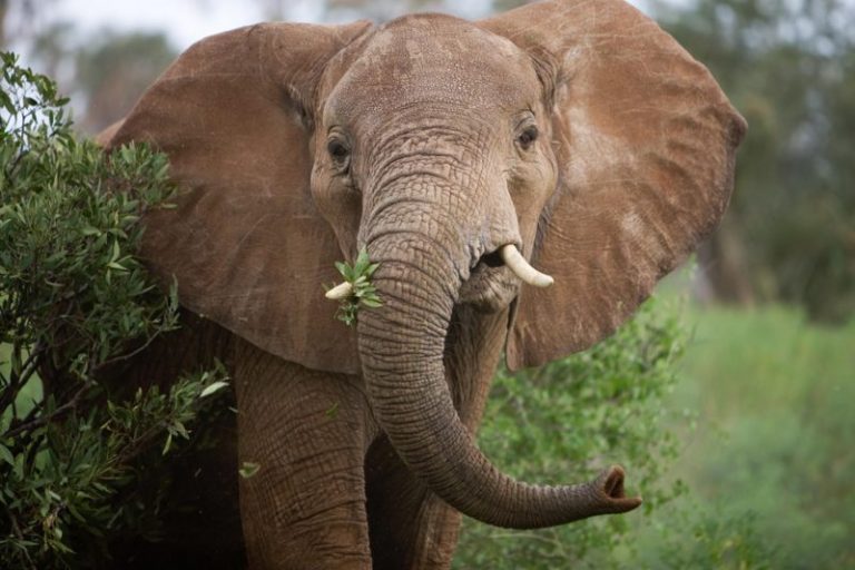 US Will Allow Imports of African Elephant Trophies
