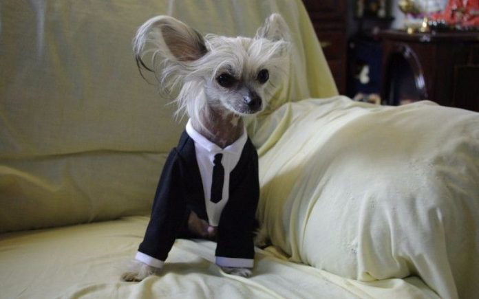 lawyer dog