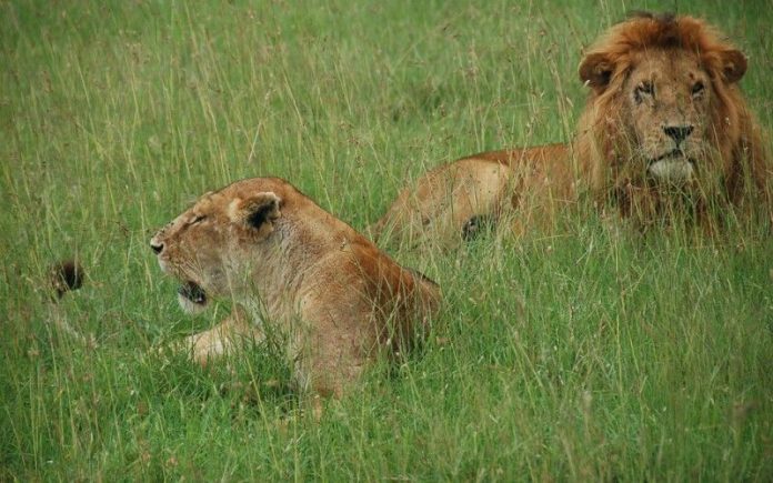 lions