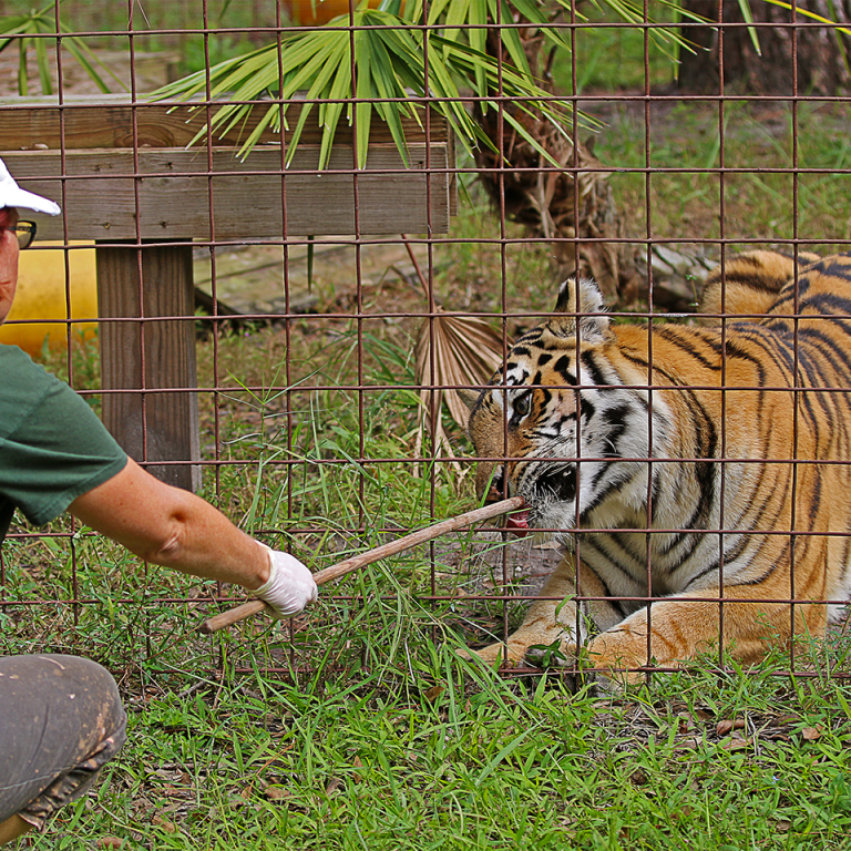 Federal Judge Gives Control of Joe Exotic’s Zoo to Carole Baskin