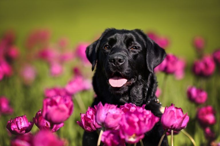 Supreme Court to Review Ban on Emotional Support Dog in New Jersey Condo